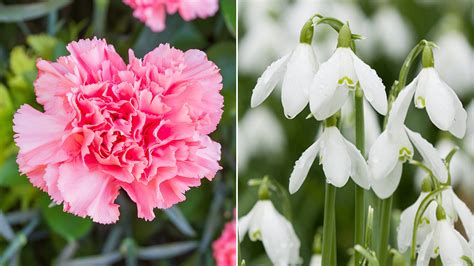 January Birth Flowers: The Carnation & Snowdrop | Petal Talk