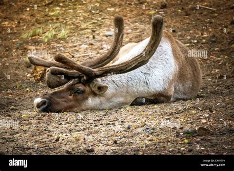 Reindeer with large horns lying on the ground. The carcass of a reindeer killed by poachers ...