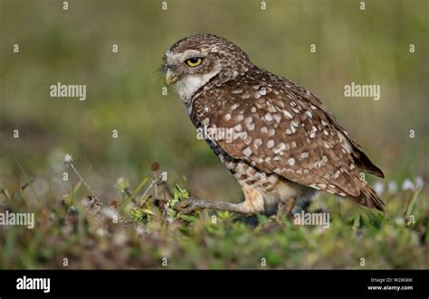 Burrowing Owl in Florida Stock Photo - Alamy