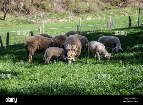 Feeding Pasture Hi Res Stock Photography And Images Alamy