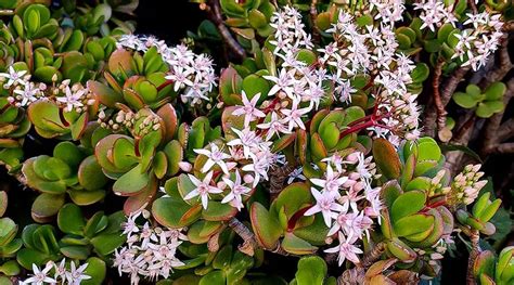 Comment Faire Fleurir Un Arbre De Jade Et Parfumer Toute La Maison