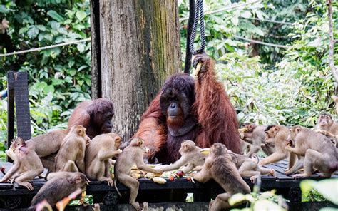 Tinta Minda BERNAMA KETERANCAMAN BIODIVERSITI NEGARA DAN STRATEGI