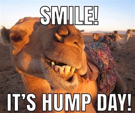 60 Funniest Hump Day Memes To Survive Wednesdays Funny Hump Day Memes Hump Day Quotes Funny