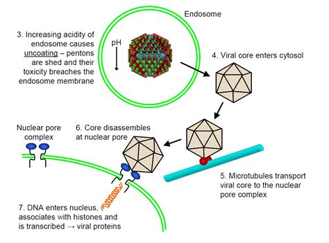 Adenovirus