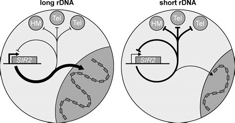 Spontaneous RDNA Copy Number Variation Modulates Sir2 Levels And