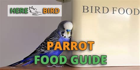 Best Parrot Food Guide: Bulk, Pellet and Organic Food Lists For Health