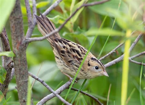 Le Conte S Sparrow Laura Erickson Flickr