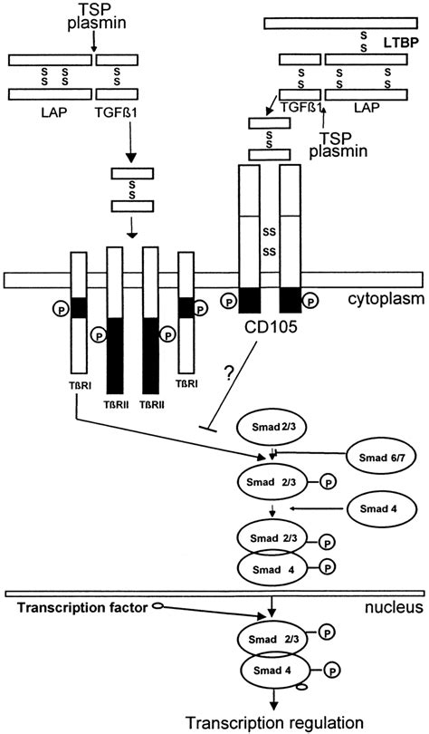 Schematic Representation Of Transforming Growth Factor Tgf