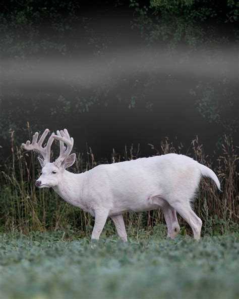 Albino White Tailed Deer By Ralph Curtis On 500px