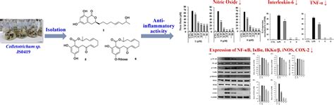 New Anti Inflammatory β Resorcylic Acid Lactones Derived from an