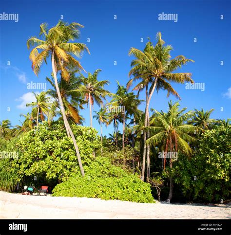 Coconut tree on the beach in the Maldives Stock Photo - Alamy