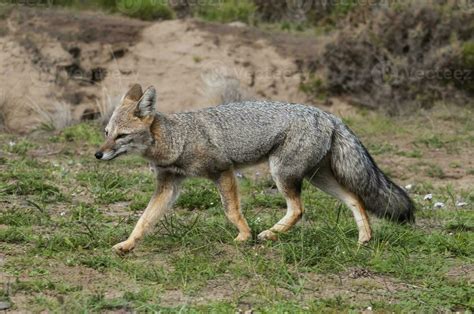 Pampas Grey Fox In Pampas Grass Environment La Pampa Province