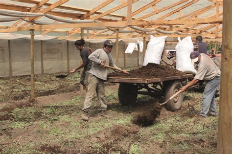 Calidad De Guanos Utilizados Como Enmiendas Org Nicas Portalfruticola