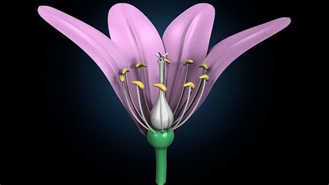 anther flower 3D model | CGTrader