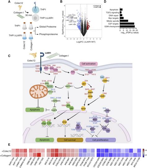 Homeostatic Functions Of Monocytes And Interstitial Lung Macrophages