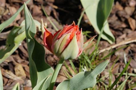 Free Images Nature Blossom Flower Bloom Tulip Spring Red