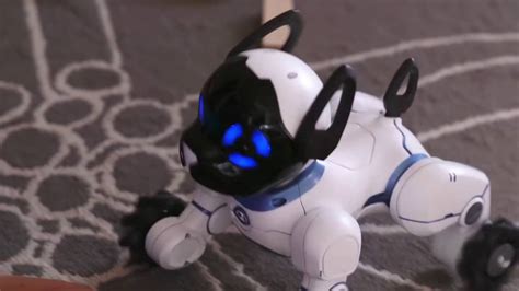 Картинки Собака Чип – Telegraph