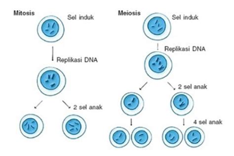 Tahapan Pembelahan Sel Secara Mitosis Meiosis Serta Perbedaannya Blog