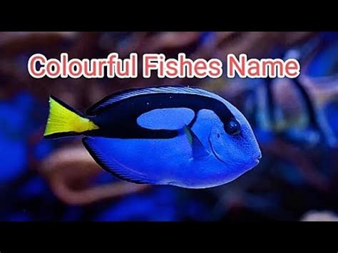 Colourful Fishes Fish Name In English With Pictures I Vocabulary Fish