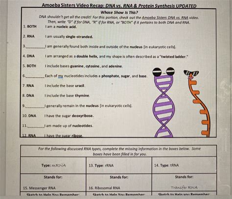 Dna Vs Rna Amoeba Sisters Answer Key