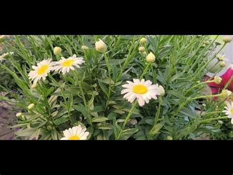 25 Seconds With Leucanthemum Becky Shasta Daisy POPULAR