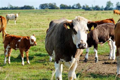 Free Images Landscape Nature Grass Field Farm Meadow Cute Flock Herd Pasture Grazing