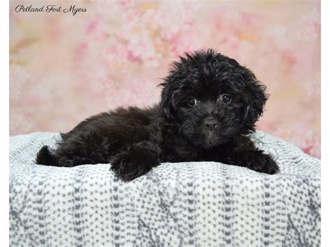 Shih Poo Shih Tzu Poodle Puppy Black Id Located At Petland Fort