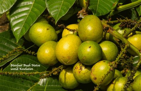 Manfaat Buah Matoa Untuk Kesehatan Bams