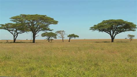 African Savannah Beautiful Acacia Trees Grown On The African Savannah