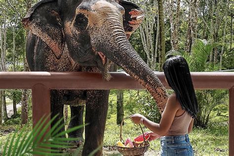 A Visitors Guide To Ethical Elephant Sanctuaries In Thailand