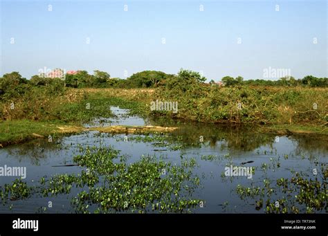 Humedales Del Pantanal Fotograf As E Im Genes De Alta Resoluci N Alamy