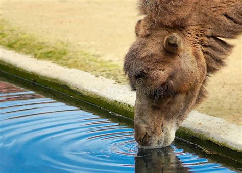 Camel Drinking Water. stock photo. Image of domestic - 44225406