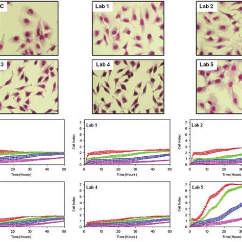 Profiling Of Hela Cell Lines A Morphology Of Hela Isolates Hela Download Scientific Diagram