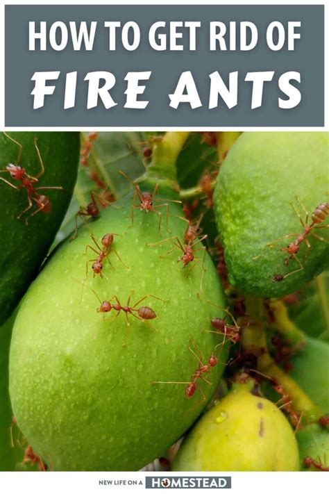 How to Get Rid of Fire Ants for Good