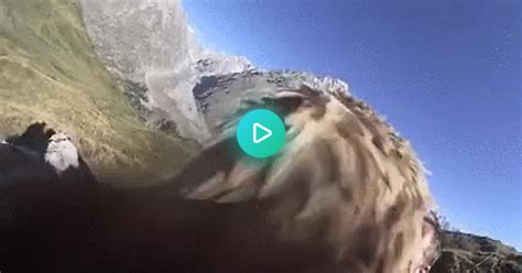 Eagle Pov  On Imgur