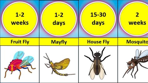 Longest And Shortest Lifespans Of Animals Lifespan Comparison Youtube