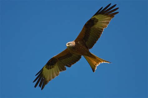 Red Kite Blue Sky Common British Birds Red Kite Common Birds