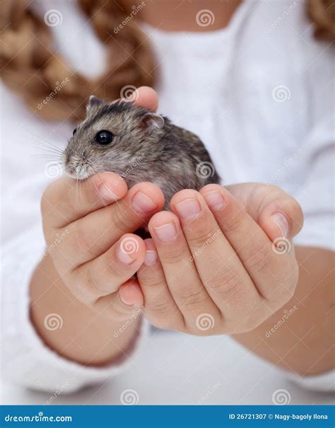 A Menina Entrega O Hamster Da Terra Arrendada Imagem De Stock Imagem