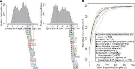 Genomic Regulatory Blocks Encompass Multiple Neighboring Genes And