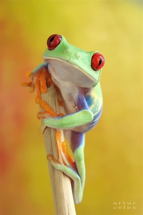 A Red Eyed Tree Frog Sitting On Top Of A Stick In Front Of A Yellow