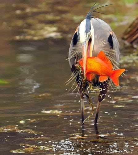 17 Best images about Birds Living Near Water on Pinterest | Birds ...