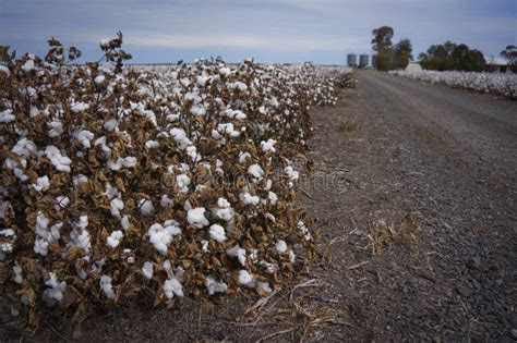 Cotton Fields Ready For Harvesting In Australia Stock Photo Image Of