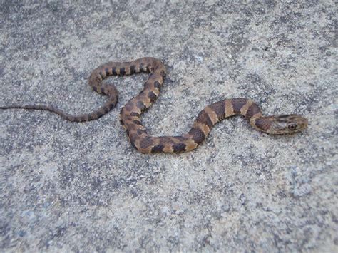 27+ Baby copperhead snake ideas in 2021