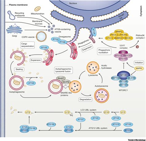 The Interaction Between Autophagy Helicobacter Pylori And Gut