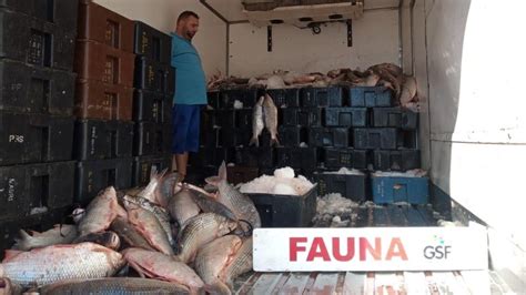 Frigorífico entrerriano con una carga ilegal de 4 mil kilos de pescados