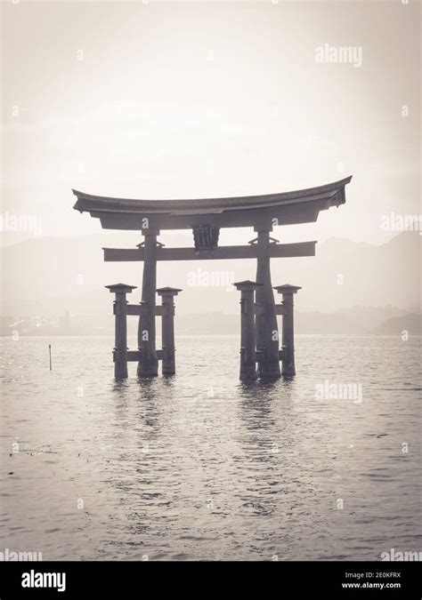 Black And White Floating Torii Gate Of Itsukushima Shrine Itsukushima