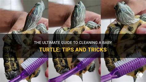 The Ultimate Guide To Cleaning A Baby Turtle Tips And Tricks PetShun