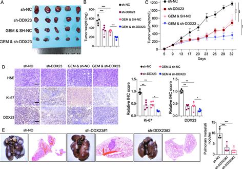 Ddx Knockdown Led To Suppressed In Vivo Tumor Growth And Lung