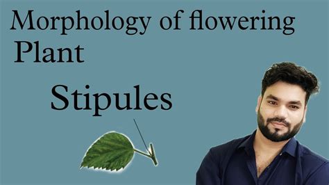 stipules morphology  flowering plant biology botany neet