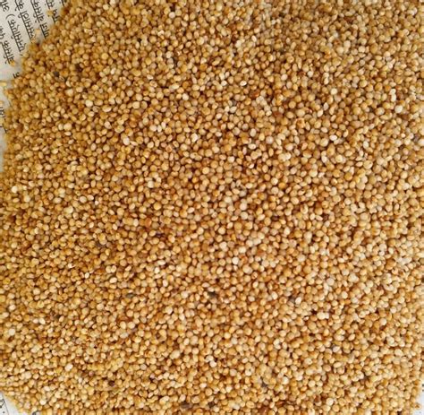 Brown Kodo Millet Unpolished Packaging Size Kgs At Best Price In